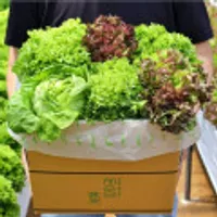 무농약 유러피안샐러드 1kg 5-6종