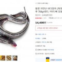 통영 자연산 바다장어(특대) 1kg 2-4미/손질후 700g내외