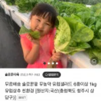 솔로몬팜 무농약 유럽샐러드 6종이상 1kg 유럽상추 친환경