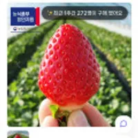 고당도 프리미엄 설향 딸기 1kg