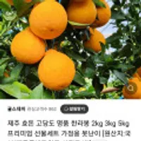 제주 산지직송 고당도 13~16브릭스 중대과 한라봉2kg