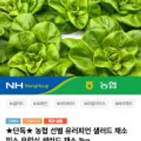 농협 선별 유러피언 샐러드 1kg