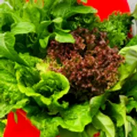 유럽상추 쌈채소 로메인, 버터헤드 등 4~5종 구성, 1kg