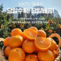 제주감귤, M-L, 2.5kg, 1박스