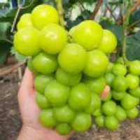 고당도 프리미엄 샤인머스캣 2kg (3-4수)