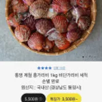 통영 제철 홍가리비 1kg 비단가리비 세척 손별 완료