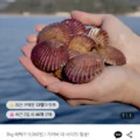 통영 홍가리비 3kg+초장증정