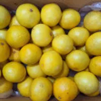 제주 황금향 가정용 4.5kg