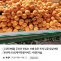 고당도 효돈 위미 감귤 로얄과 5kg