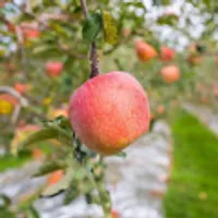 경북 햇 부사사과 가정용 2kg