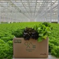 유러피안 샐러드야채 모듬쌈 로메인 상추 버터헤드 바타비아 크리스탈 1kg