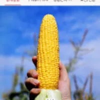 국내산 햇 초당 옥수수 특상 10입 + 1입