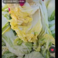 해남절임배추 김장용 20kg