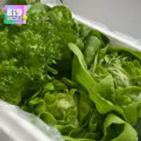 당일수확 신선한 유러피언 샐러드채소 1kg