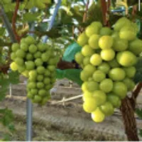 샤인머스캣 2kg 3-4수