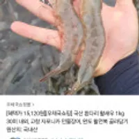 국내산 흰다리 활새우 1kg 30미내외