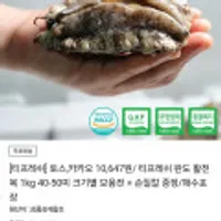 완도 활전복 크기별 모음전