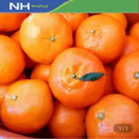 제주농협 고당도 레드향 3kg+500g (총3.5kg)