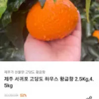 제주 서귀포 고당도 하우스 황금향 2.5kg