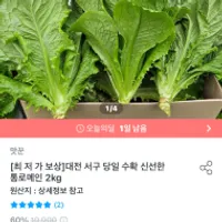 통 로메인 청상추 2kg₩
