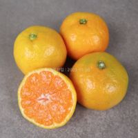 산지직송 제주 햇 노지 조생 감귤 4.5kg