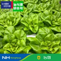 농협 선별 유러피언 샐러드 1kg