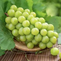 고당도 샤인머스켓 2kg