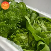 당일수확 신선한 샐러드채소 1kg