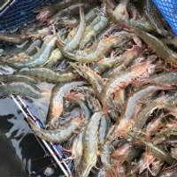 국내산 활 흰다리새우 1kg 28-36미