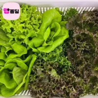 유러피안 유럽 샐러드채소 1kg