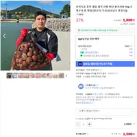 통영 제철 세척 선별 비단 홍가리비 1kg 조개구이 찜 캠핑