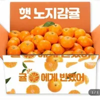 미션하고 0원 햇수확 제주 직송 노지감귤 4.5kg