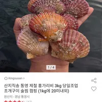 통영 제철 홍가리비 3kg (1kg 20미내외)