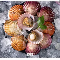 통영직송 홍가리비 3kg 활가리비 통영산지 당일직송)