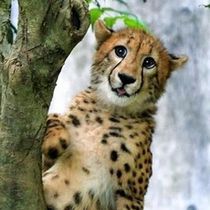 답답한_재규어_1n8yg