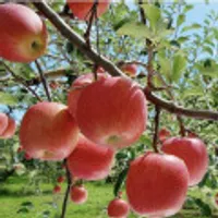 경북 부사사과 꼬마과 2kg