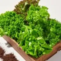 무농약 유럽식 샐러드채소 1kg 3~6종