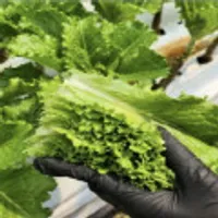 로메인청상추 2kg