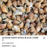 포항 살아있는 활 살고동 고추골뱅이 1kg