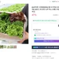 당일수확 산지직송 모듬 쌈채소 유럽 샐러드 1kg