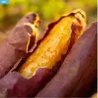 2kg 꿀고구마 햇 밤 고구마 베니하루카 [원산지:국산(영암,해남)]